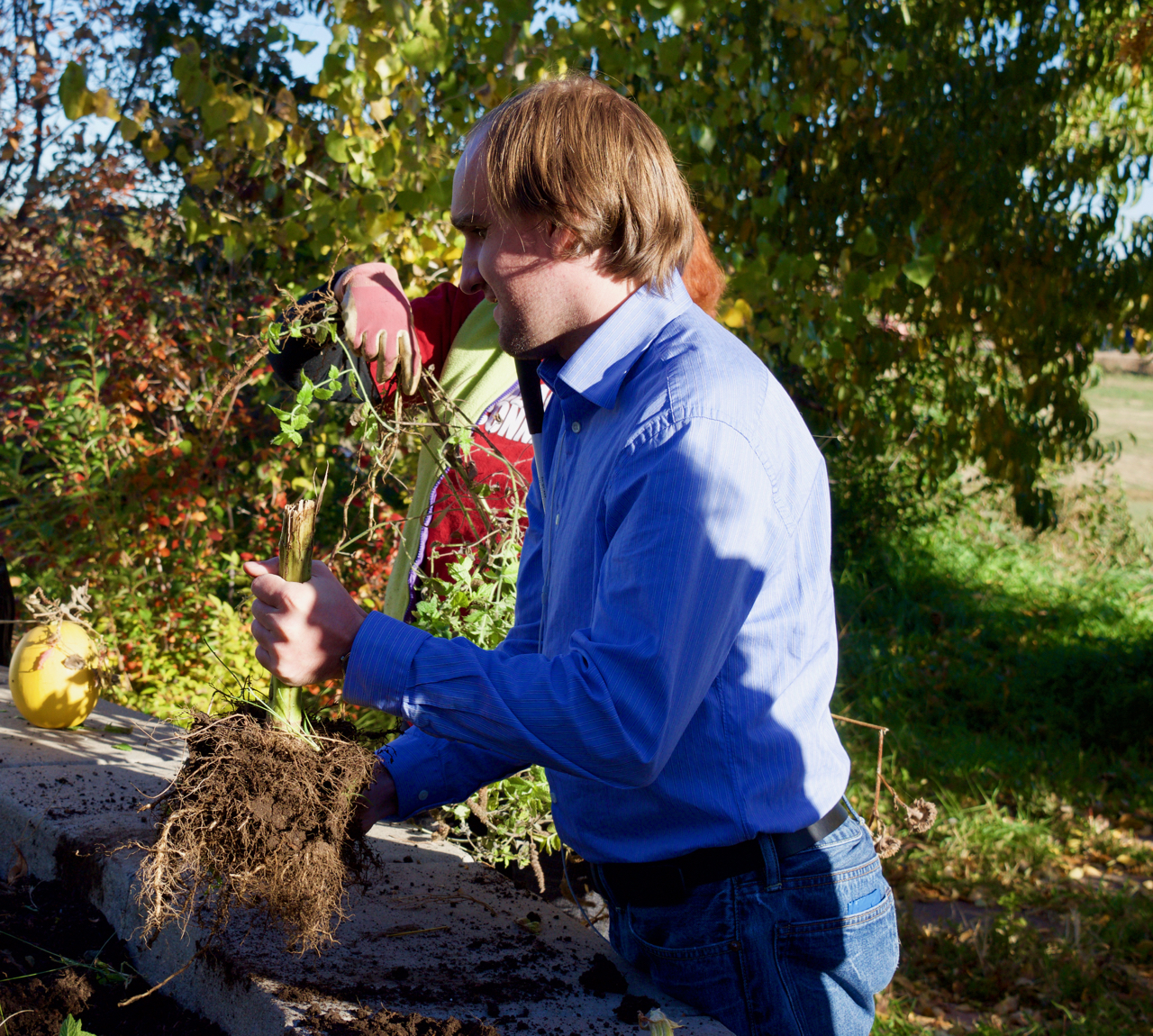 Cody pulls out a large stock with lots of roots