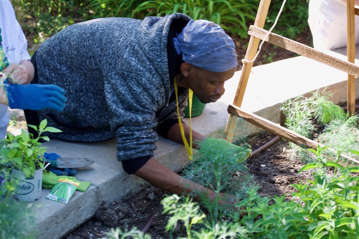 Marqus plants pole beans under a trellis