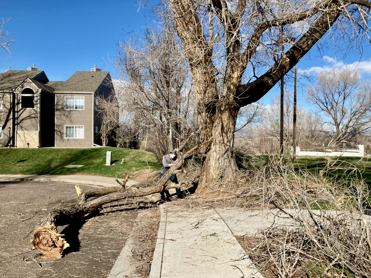A man reaches into a shoulder-high tangle of branches
