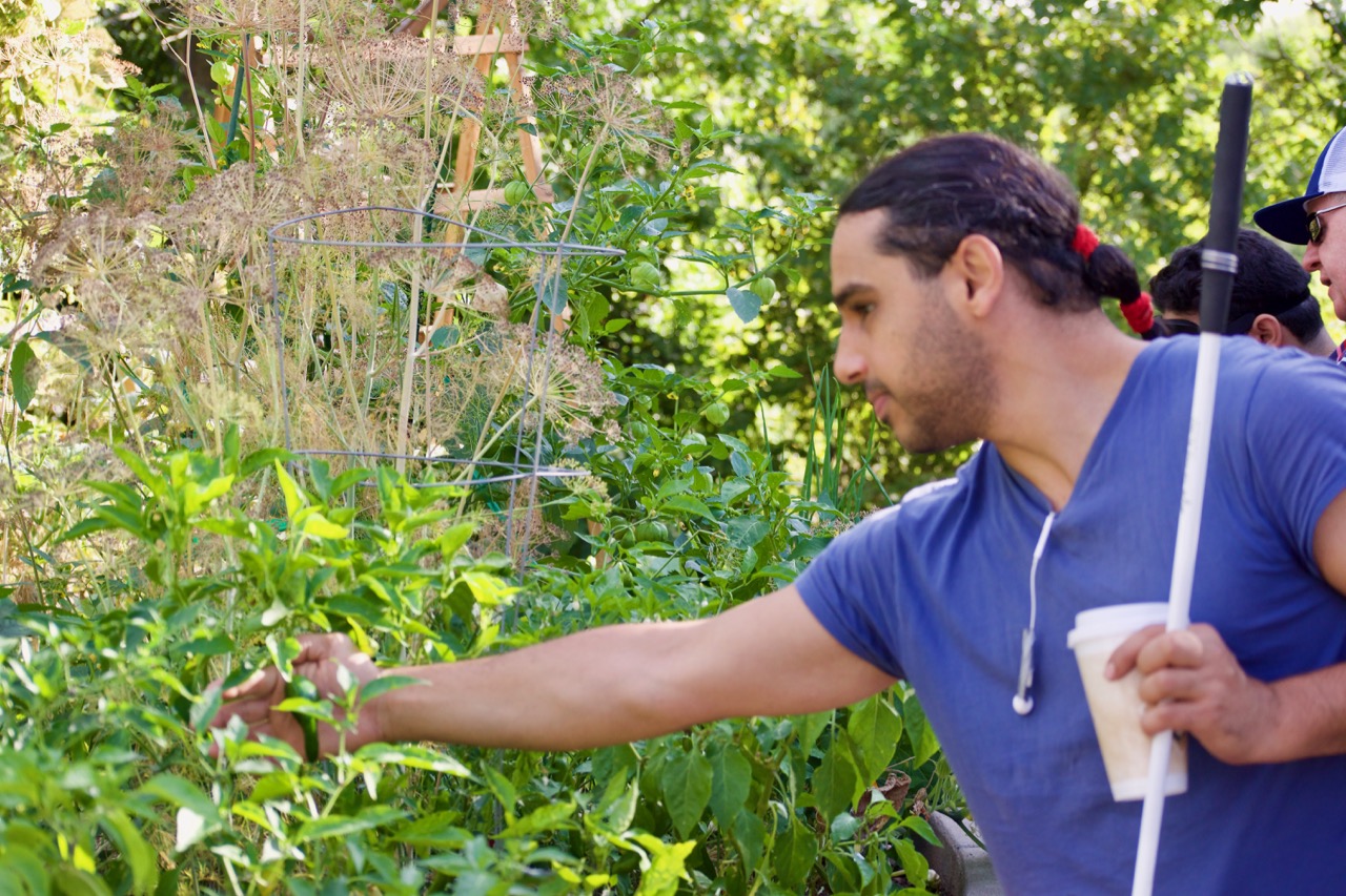 Millad picks a Poblano Chili from the CCB Garden