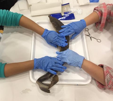 Two sets of blue gloved hands exploring a shark from opposite sides of the table